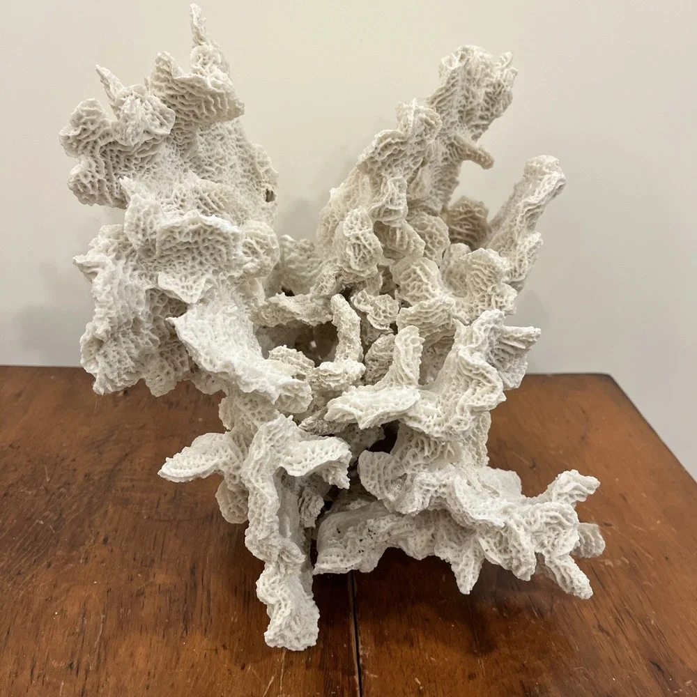 Huge Natural Lettuce Coral Skeleton Reef Specimen Coastal Shelf Decor 14x10.5x8